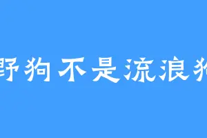 野狗不是流浪狗