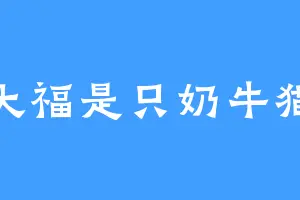 大福是只奶牛猫